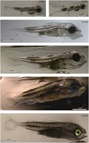 Image result for Chelon dumerili