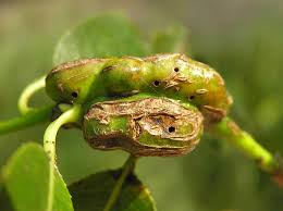 Attēlu rezultāti vaicājumam “Rabdophaga salicis”