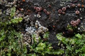 Attēlu rezultāti vaicājumam “Lasiosphaeria ovina”