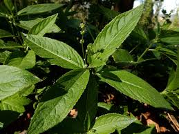 Attēlu rezultāti vaicājumam “Mercurialis perennis bud”