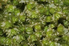 Attēlu rezultāti vaicājumam “Barbilophozia barbata”