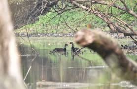 Image result for Wood Green A F S Association