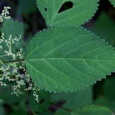 Attēlu rezultāti vaicājumam “Urtica dioica leaf”