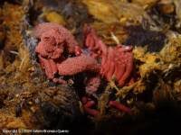 Attēlu rezultāti vaicājumam “Arcyria major spores”