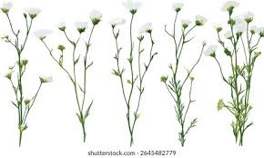 Attēlu rezultāti vaicājumam “Linum usitatissimum bud”