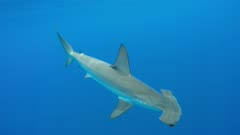 Image result for Sphyrna zygaena