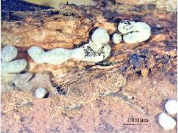 Attēlu rezultāti vaicājumam “Physarum bitectum”