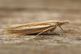 Attēlu rezultāti vaicājumam “Agriphila selasella”