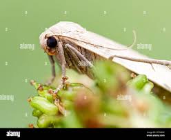 Attēlu rezultāti vaicājumam “Eilema griseola larva”