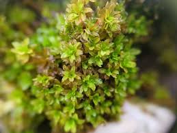 Attēlu rezultāti vaicājumam “Syntrichia latifolia macro”