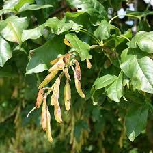 Attēlu rezultāti vaicājumam “Laburnum alpinum fruit”