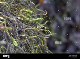 Attēlu rezultāti vaicājumam “Distichium capillaceum”