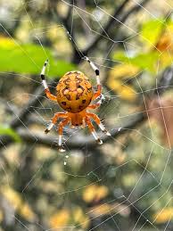 Attēlu rezultāti vaicājumam “Araneus marmoreus”