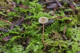 Attēlu rezultāti vaicājumam “Symphytocarpus trechisporus macro”