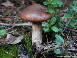 Attēlu rezultāti vaicājumam “Suillus luteus”
