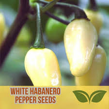 Afbeeldingsresultaat voor white habanero hot pepper