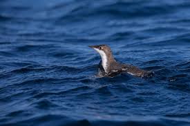 Image result for Brachyramphus perdix