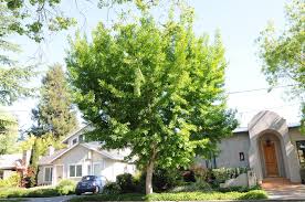 Attēlu rezultāti vaicājumam “Ginkgo biloba”