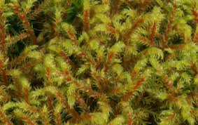 Attēlu rezultāti vaicājumam “Rhytidiadelphus”