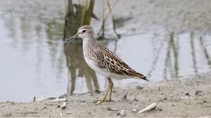 Image result for Calidris subminuta