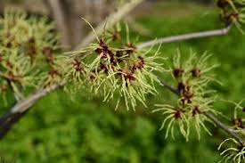 Attēlu rezultāti vaicājumam “Hamamelis japonica leaf”