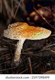 Attēlu rezultāti vaicājumam “Lepiota clypeolaria”