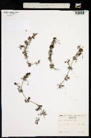 Attēlu rezultāti vaicājumam “Batrachium circinatum leaf”