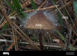 Attēlu rezultāti vaicājumam “Spinellus fusiger”