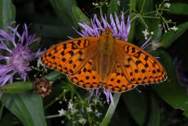 Attēlu rezultāti vaicājumam “Argynnis adippe”