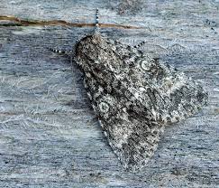 Attēlu rezultāti vaicājumam “Acronicta megacephala”