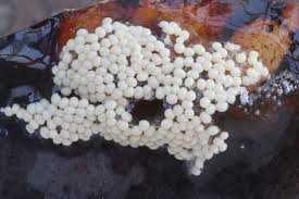 Attēlu rezultāti vaicājumam “Diderma umbilicatum stalked”