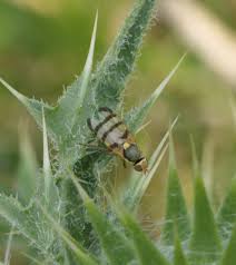 Attēlu rezultāti vaicājumam “Urophora jaceana”