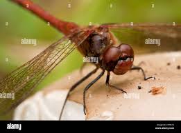 Attēlu rezultāti vaicājumam “Sympetrum vulgatum male”