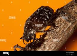 Attēlu rezultāti vaicājumam “Oxythyrea funesta imago”