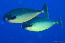 Image result for Naso hexacanthus