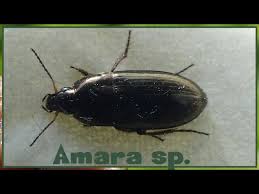 Attēlu rezultāti vaicājumam “Amara sp.”