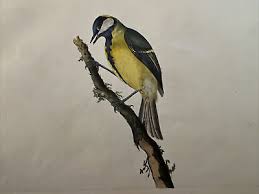 Attēlu rezultāti vaicājumam “Parus major”