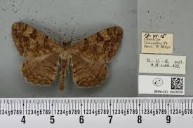 Attēlu rezultāti vaicājumam “Alcis repandata”