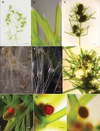 Attēlu rezultāti vaicājumam “Nitella sp.”
