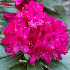 Attēlu rezultāti vaicājumam “Rhododendron catawbiense flower”