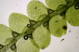 Attēlu rezultāti vaicājumam “Lejeunea cavifolia”