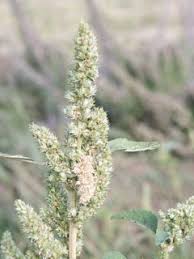 Attēlu rezultāti vaicājumam “Amaranthus retroflexus flower”