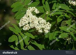 Attēlu rezultāti vaicājumam “Sorbus aucuparia flower”