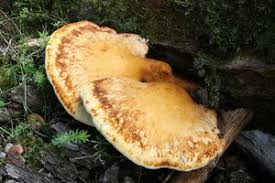 Attēlu rezultāti vaicājumam “Buglossoporus quercinus”