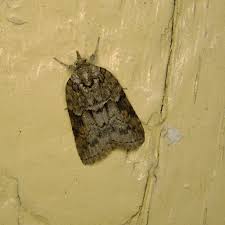 Attēlu rezultāti vaicājumam “Nycteola degenerana”