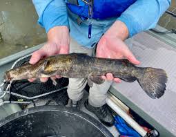 Image result for Pylodictis olivaris