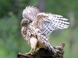 Image result for Goshawks G C