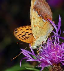 Attēlu rezultāti vaicājumam “Argynnis laodice”