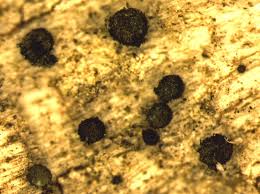 Attēlu rezultāti vaicājumam “Calicium adspersum”