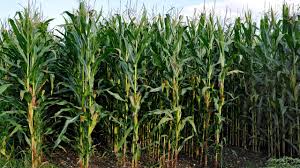 Image result for Mais